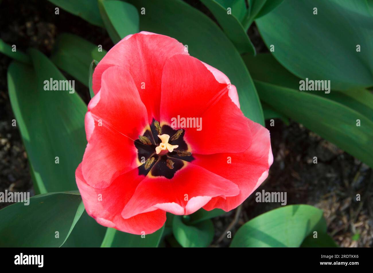 Darwin Hybrid Tulip, Rosa Impression Stockfoto