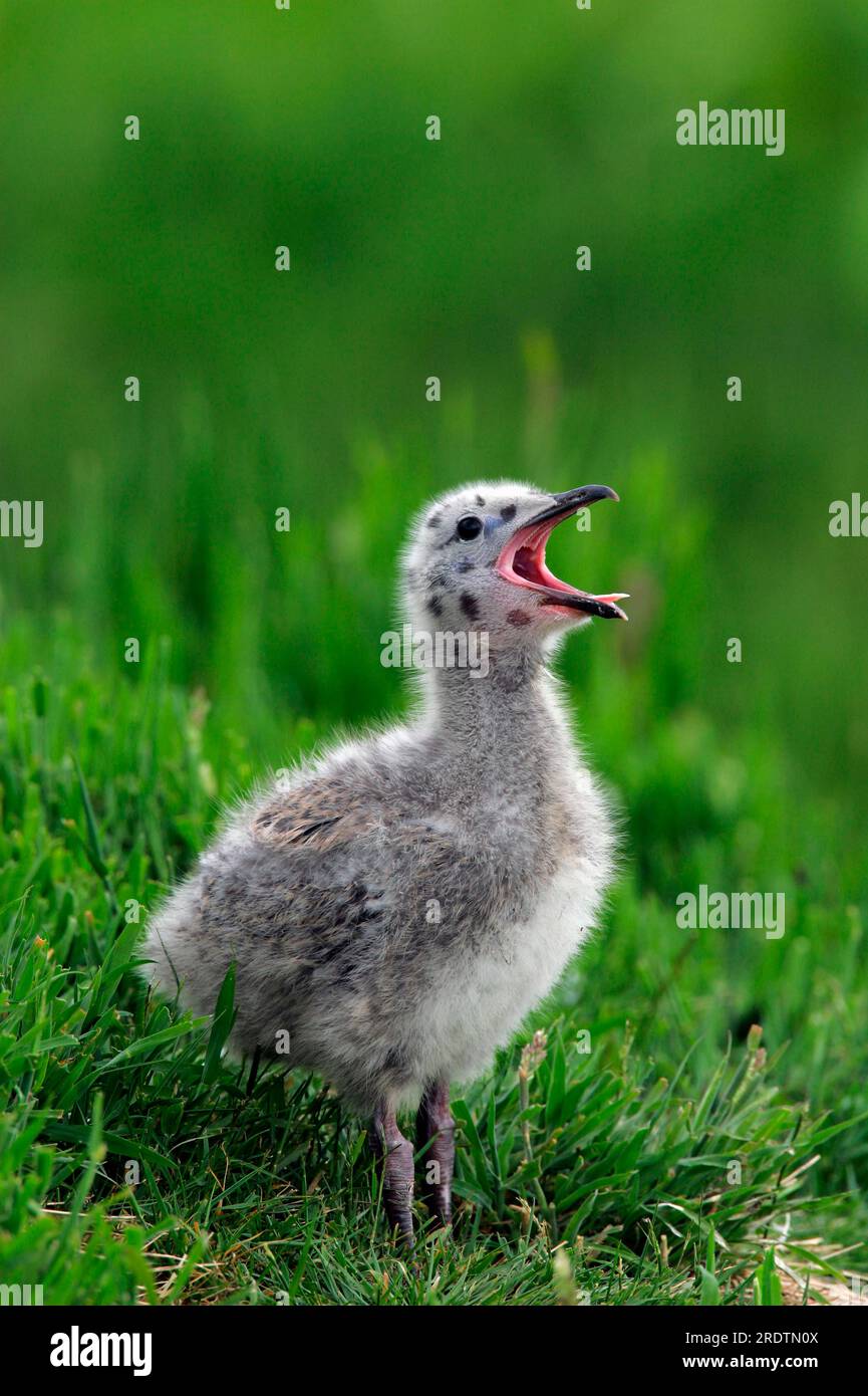 Hering Gull (Larus ridibundus), Küken, Schleswig-Holstein, Deutschland Stockfoto