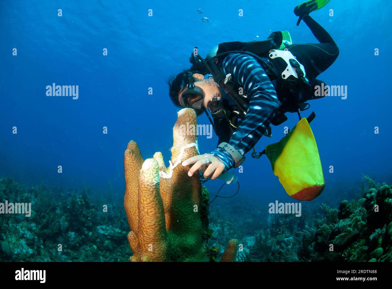 Meeresbiologe, der Antibiotikum verwendet, um kranke Säulenkorallen zu behandeln, die von der Stony Coral Tissue Loss Disease (SCTLD) betroffen sind Stockfoto