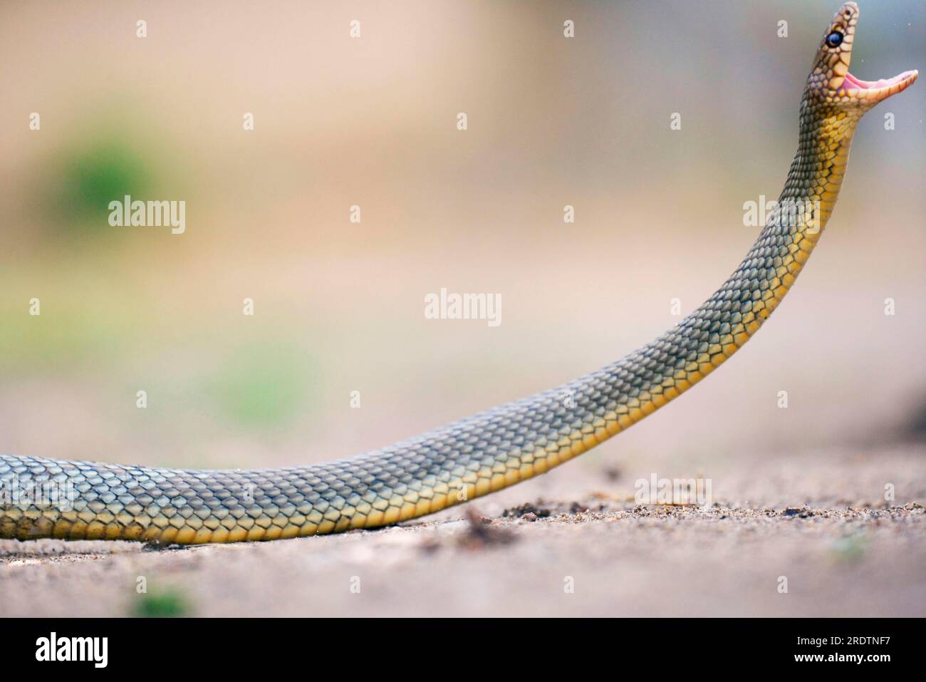 Große Hüftschlange, Bulgarien (Coluber jugularis) Stockfoto