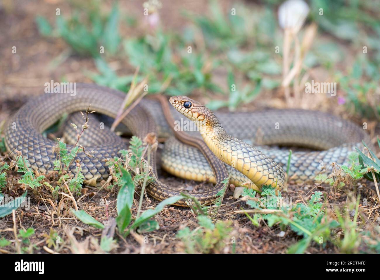 Große Hüftschlange, Bulgarien (Coluber jugularis) Stockfoto