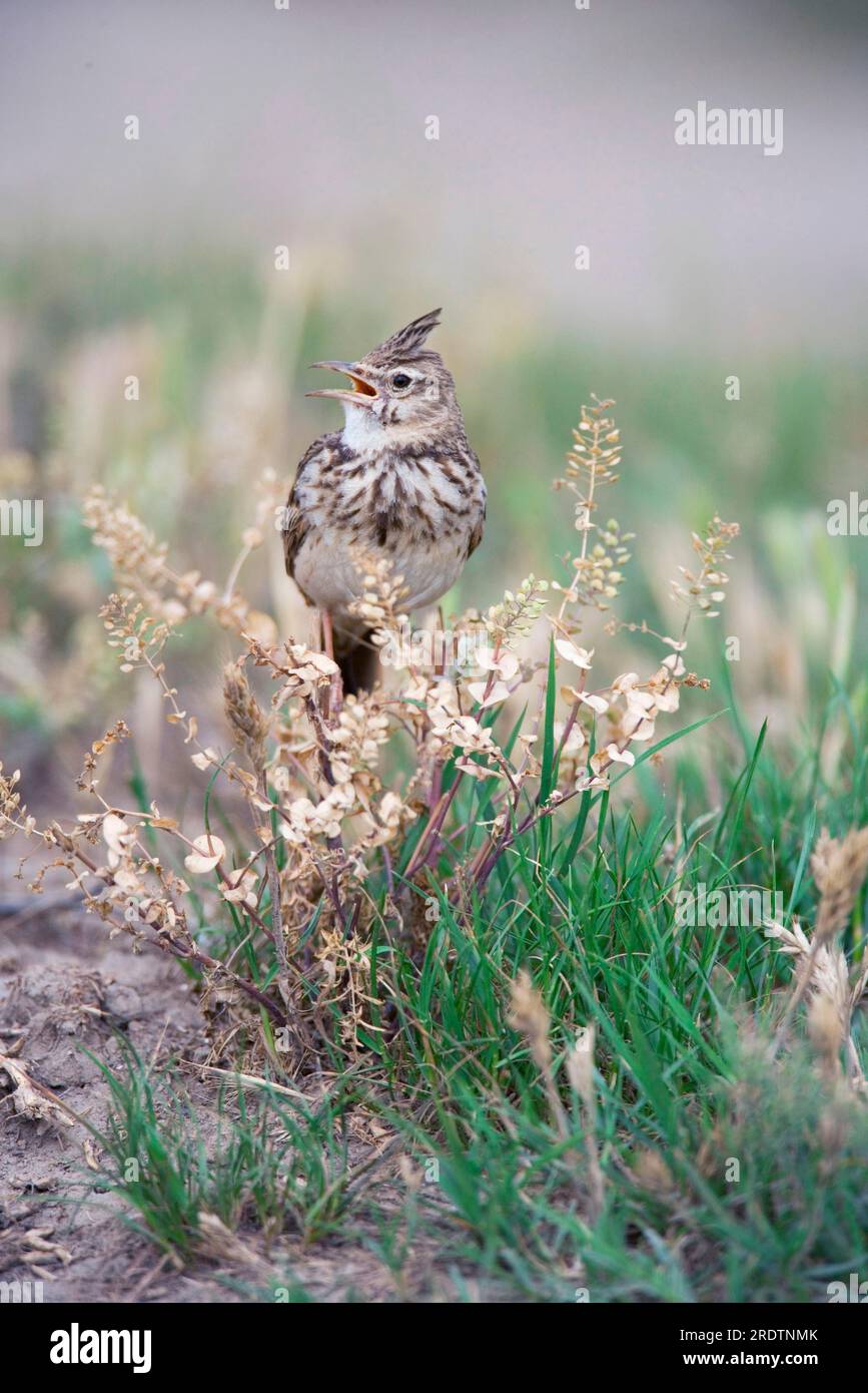 Crested Lark, Lark, Larks, Bulgarien Stockfoto