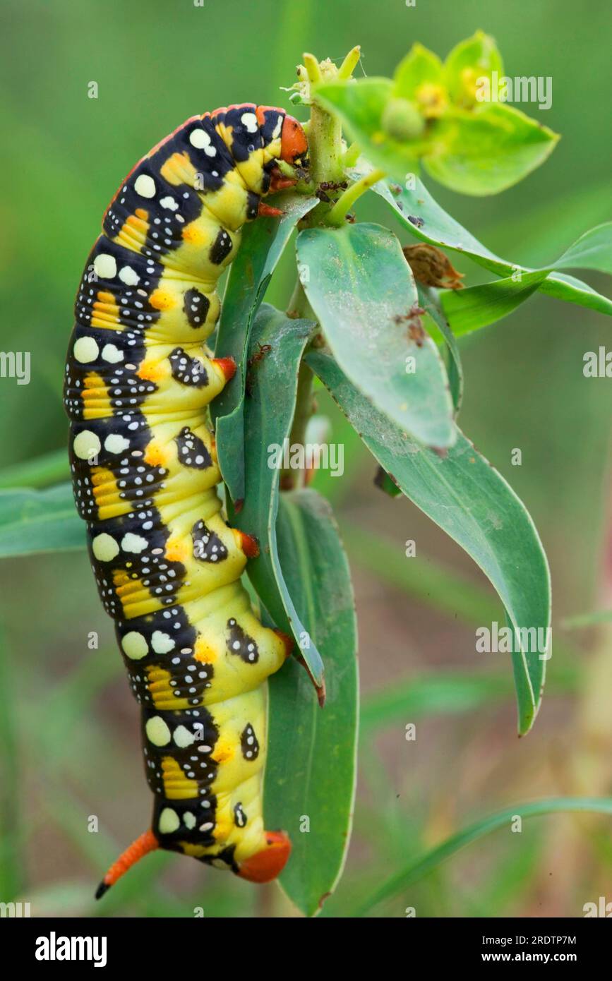 Spurge hawkmoth (Hyles euphorbiae), Raupe, Bulgarien (Celerio euphorbiae) Stockfoto