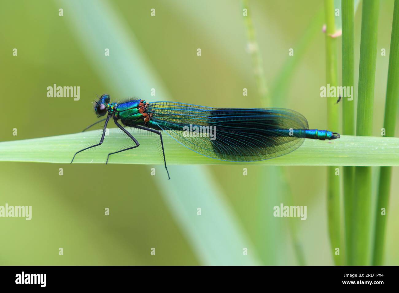 Banded demoiselle ruht auf einem Grashalm, County Durham, England, Großbritannien. Stockfoto