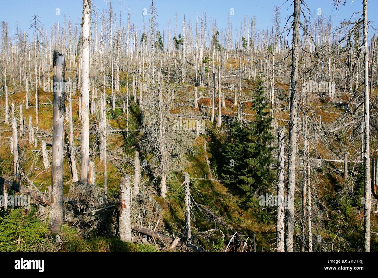 September 2004 Bayerischer Wald Nationalpark, Bäume zerstört von Rindenkäfern, Rindenkäfer zerstörten Wald, deutschland, bayerischer Wald Stockfoto