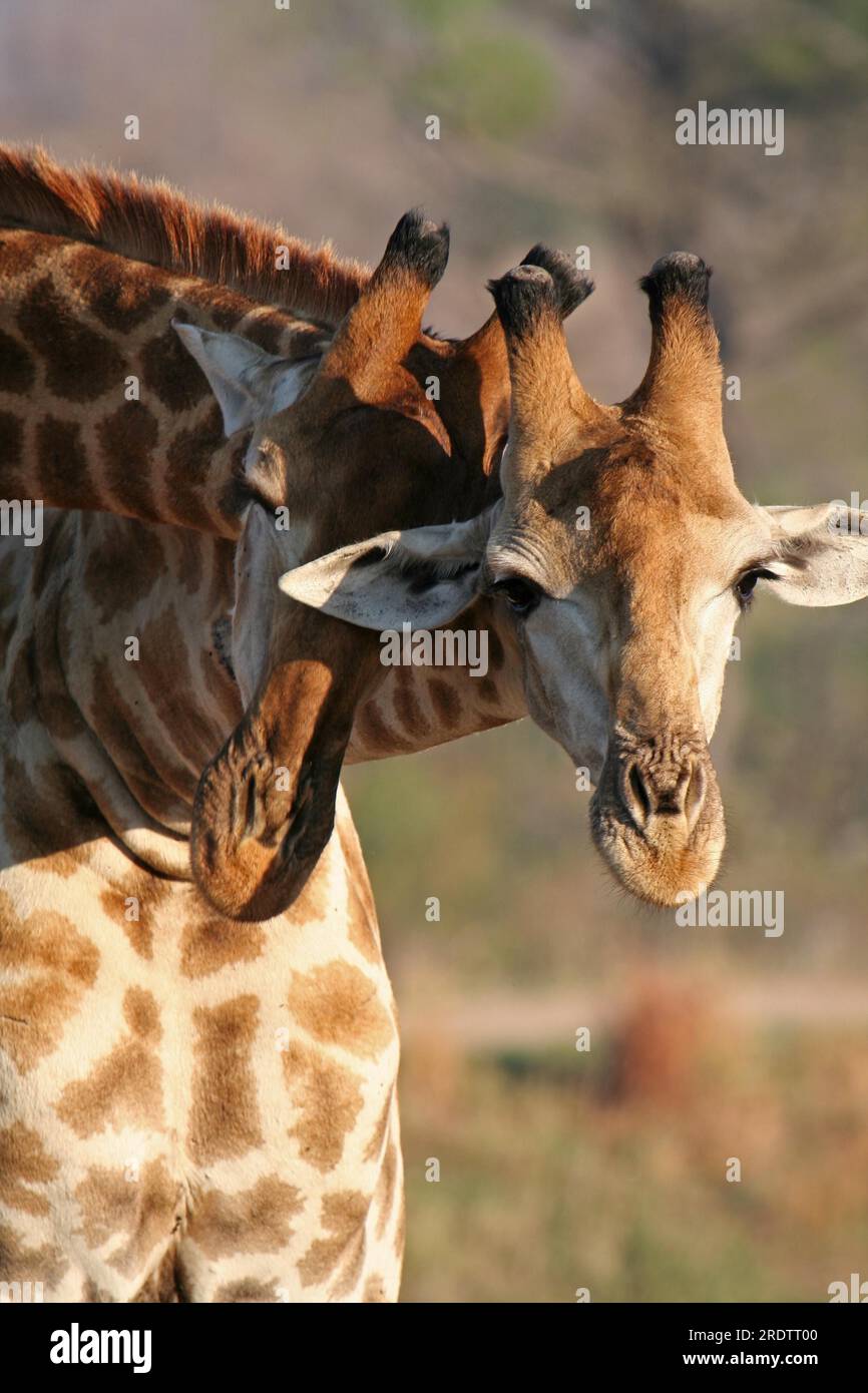 Afrikanische Giraffen, Paarhufer, S. Stockfoto