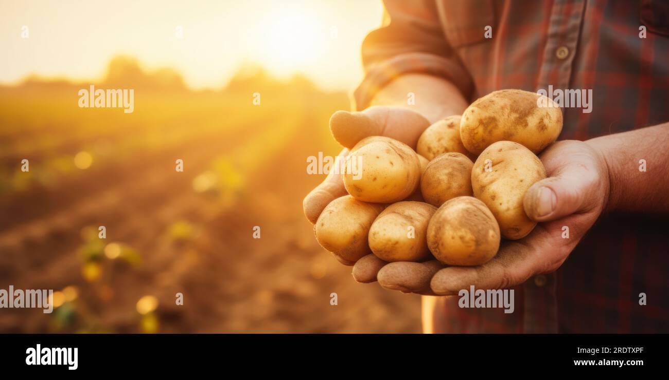 Nahaufnahme eines Landwirts, der bei Sonnenuntergang Kartoffeln in Händen hält, auf dem Erntefeld. Banner mit Kopierbereich Stockfoto