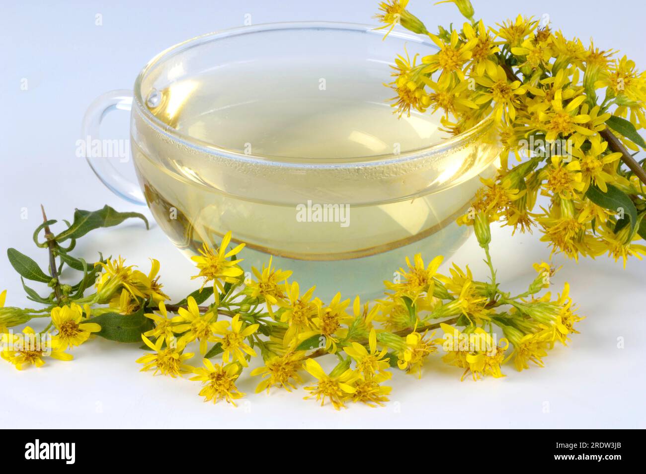Tasse goldenrod Tea (Solidago virgaurea), echte goldenrod Stockfoto