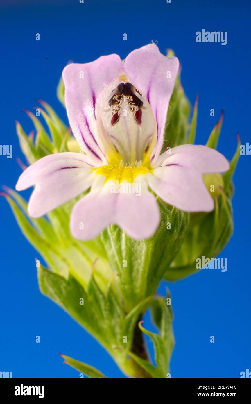 Augenschein (Euphrasia rostkoviana) Stockfoto