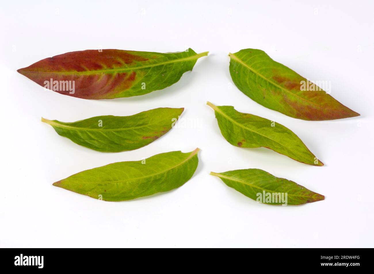 (Polygonum tinctorium) (Persicaria tinctoria), Knotweed Stockfoto