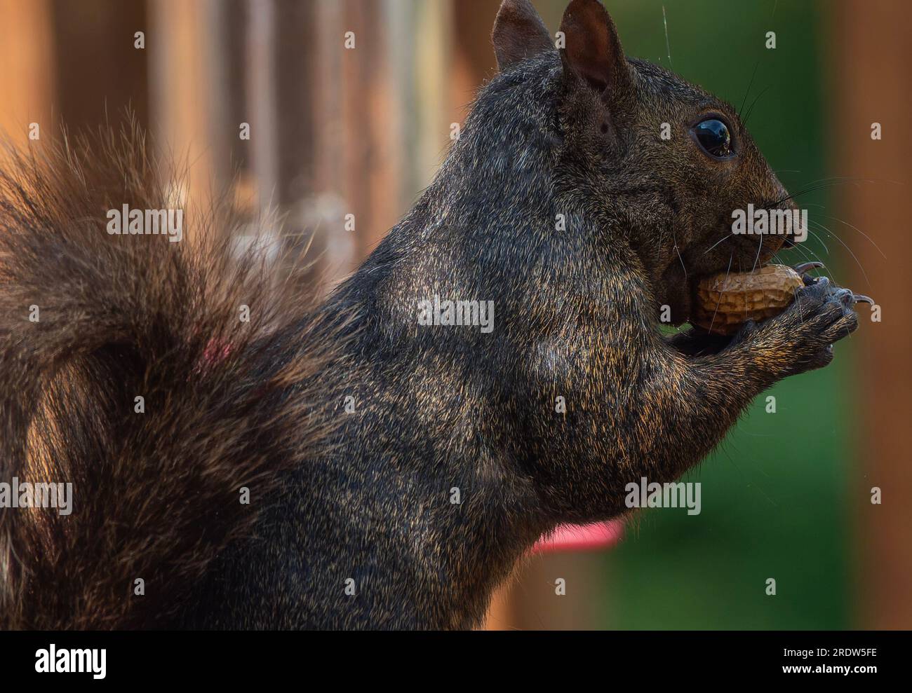 Ein schwarzes Eichhörnchen auf dem Deck Stockfoto