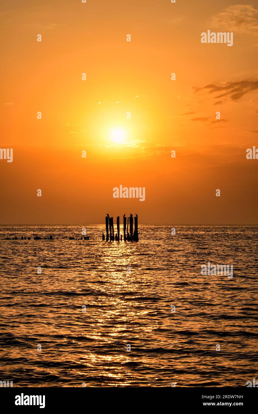 Wunderschöne farbenfrohe Landschaft am polnischen Meer. Vögel auf Holzkegeln vor dem Hintergrund der aufgehenden Sonne. Foto in Gdynia auf dem polnischen Ba Stockfoto