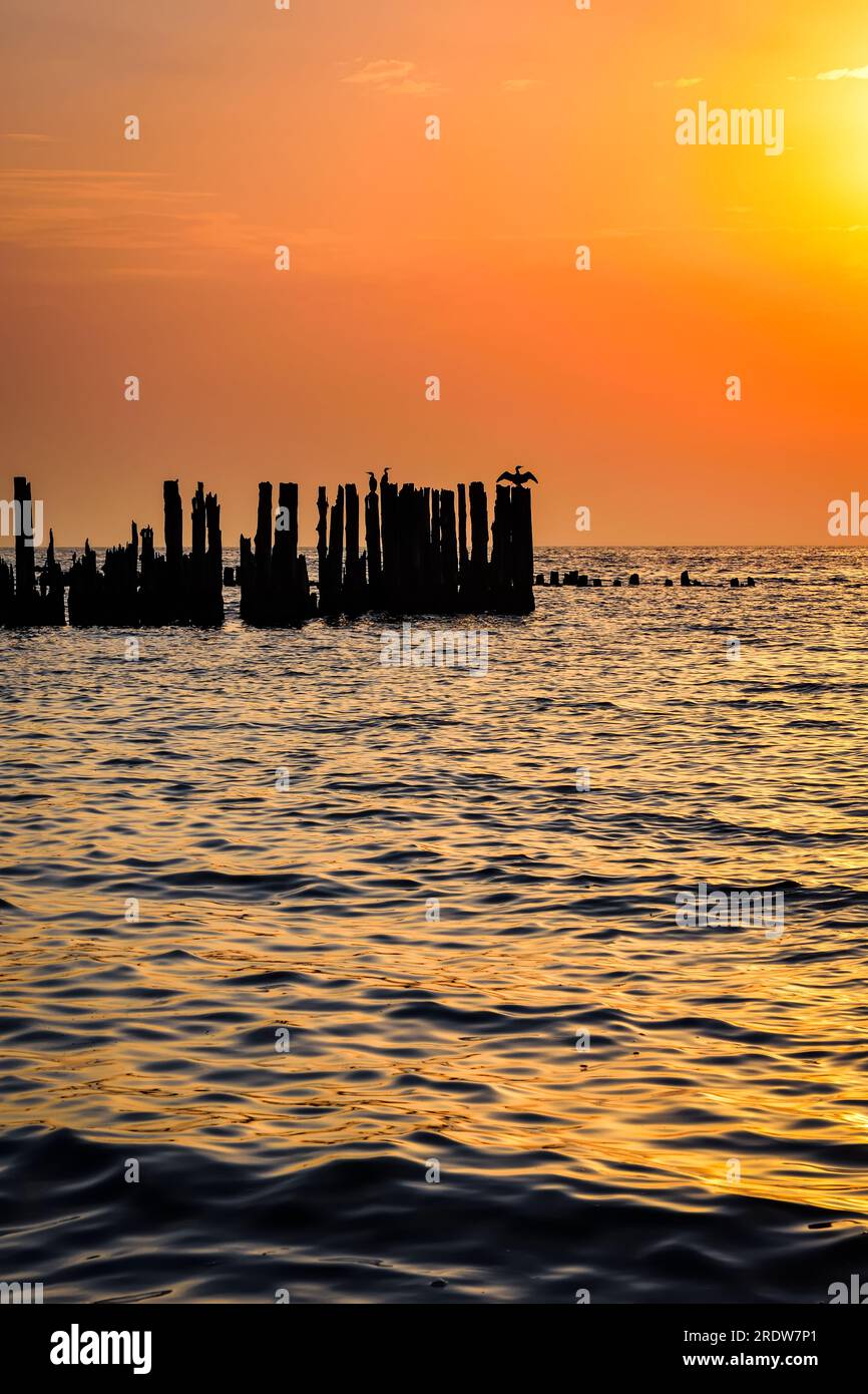 Wunderschöne farbenfrohe Landschaft am polnischen Meer. Vögel auf Holzkegeln vor dem Hintergrund der aufgehenden Sonne. Foto in Gdynia auf dem polnischen Ba Stockfoto