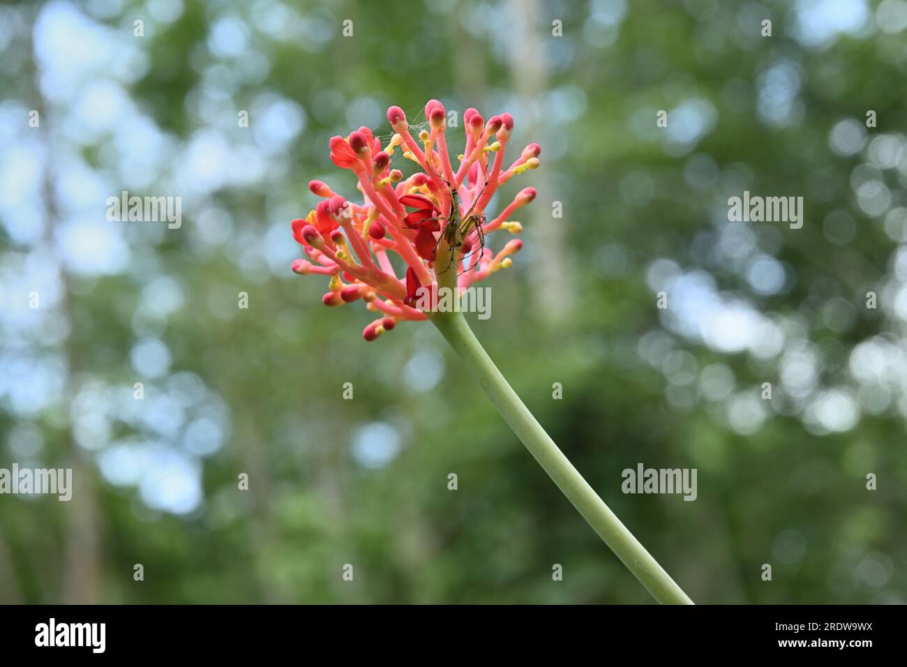 Darunter ein erhöhter Blütenstand einer Korallenpflanze (Jatropha Multifida) mit einer Lynxspinne (Oxyopes Shweta). Stockfoto