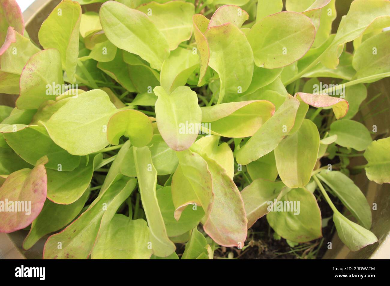 Nahaufnahme der Blätter des französischen Sorrel - Blonde de Lyon Stockfoto