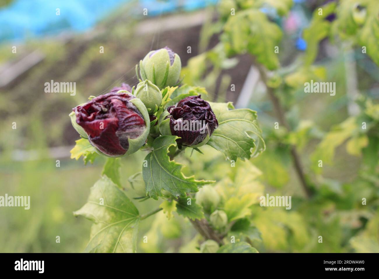 Die Knospen des pinken Hibiskus blühen im Frühsommer in Großbritannien Stockfoto