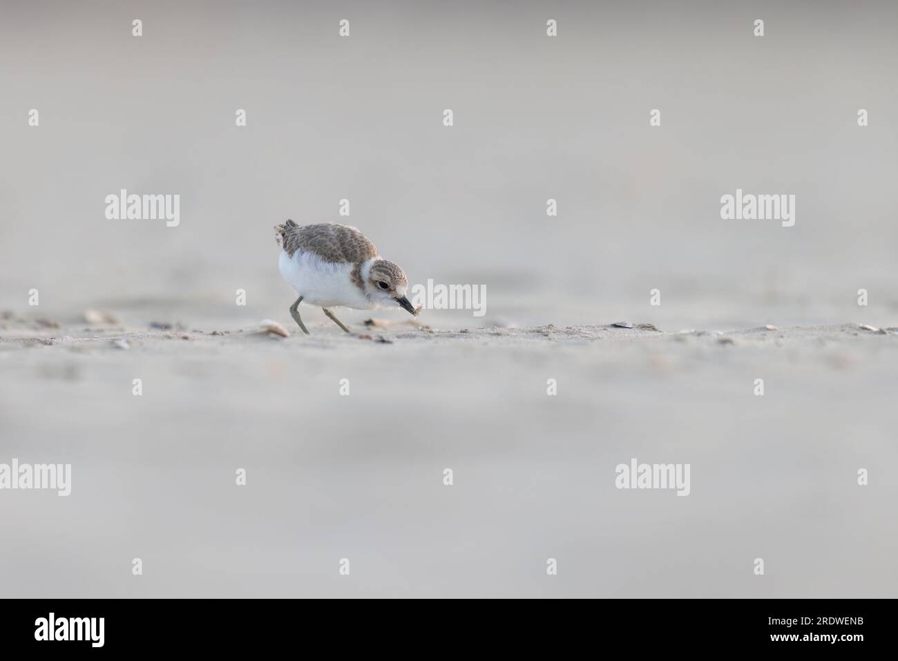 Vogel am Strand, junger kentish-Taucher. Stockfoto