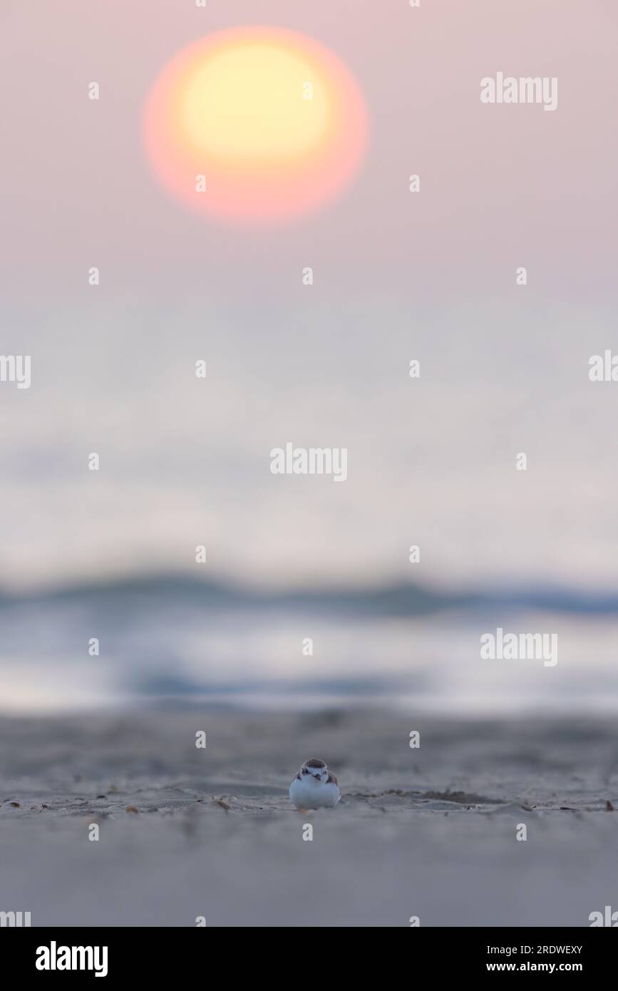 Vogel am Strand, kentish Teich. Stockfoto