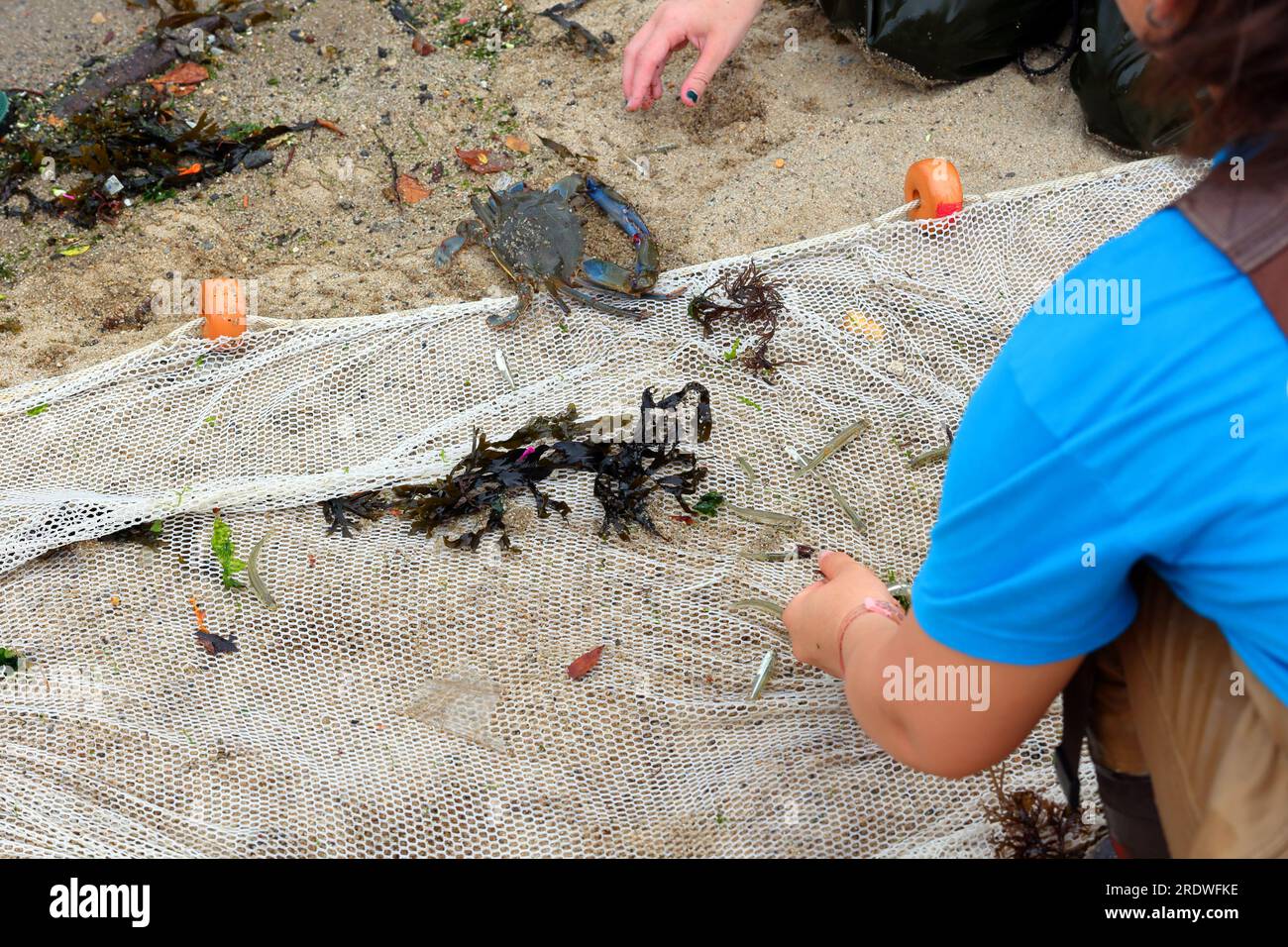 Eine ausgewachsene Blaukrabbe und gemischte kleine Fische, gefunden von Brooklyn Bridge Park Conservancy Staff, die den East River, New York City, umzingeln, 15. Juli 2023. Stockfoto