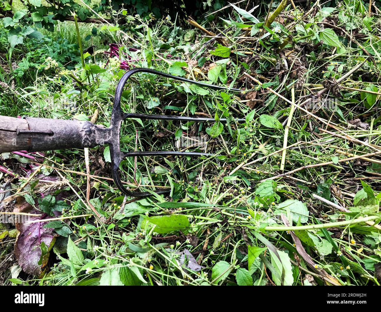 Mit Metallgabeln mit Zinken wird Gras in einen Haufen geworfen. Übertragung von Düngemitteln in die Kompost-Grube. Herstellung von Ökodünger für die Pflanzenernährung. Alter Rusty Stockfoto