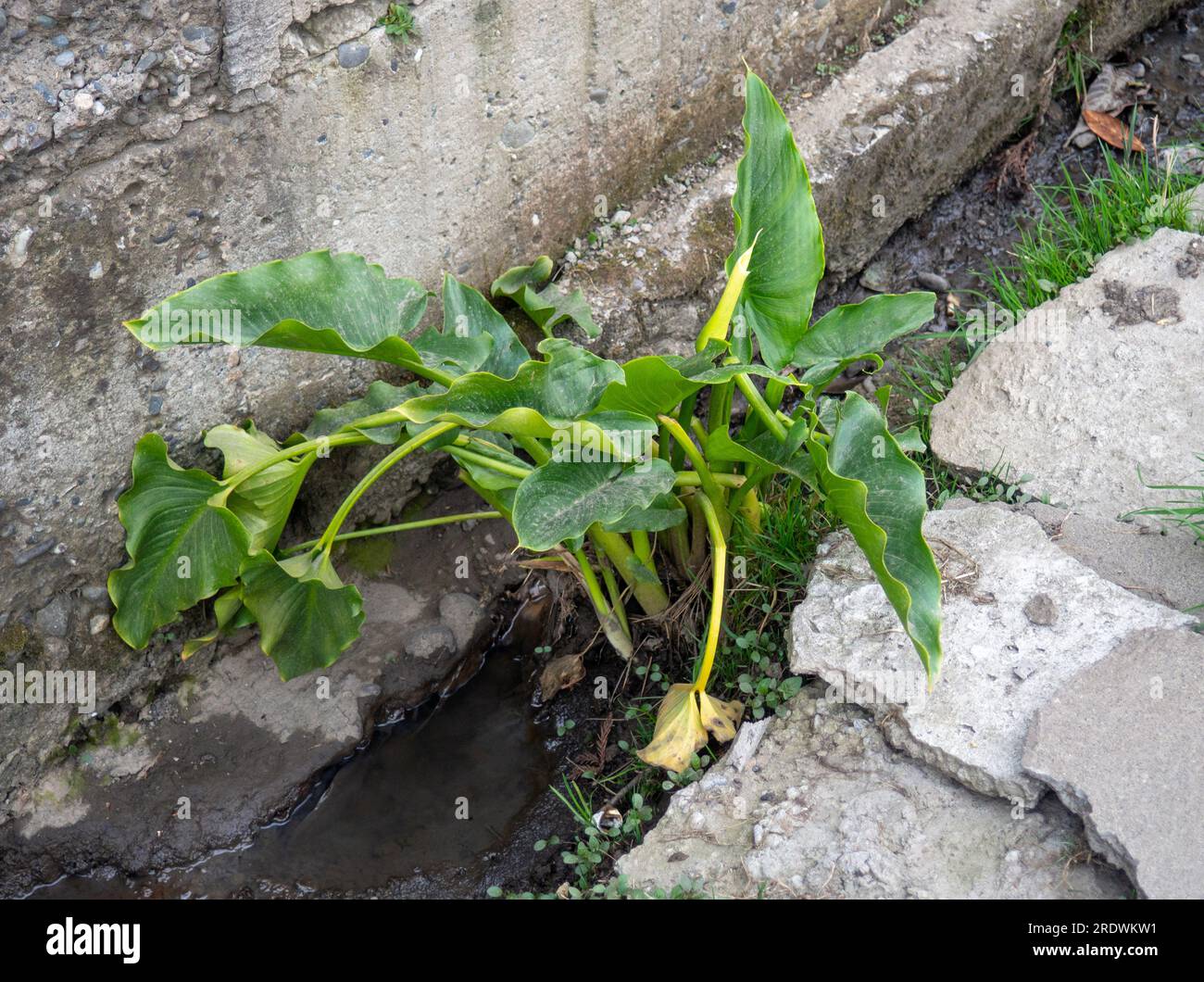 Pflanzen Sie in Beton. Der Begriff des natürlichen Lebens. Die Pflanze wächst in der Stadt. In Stein zu leben Stockfoto