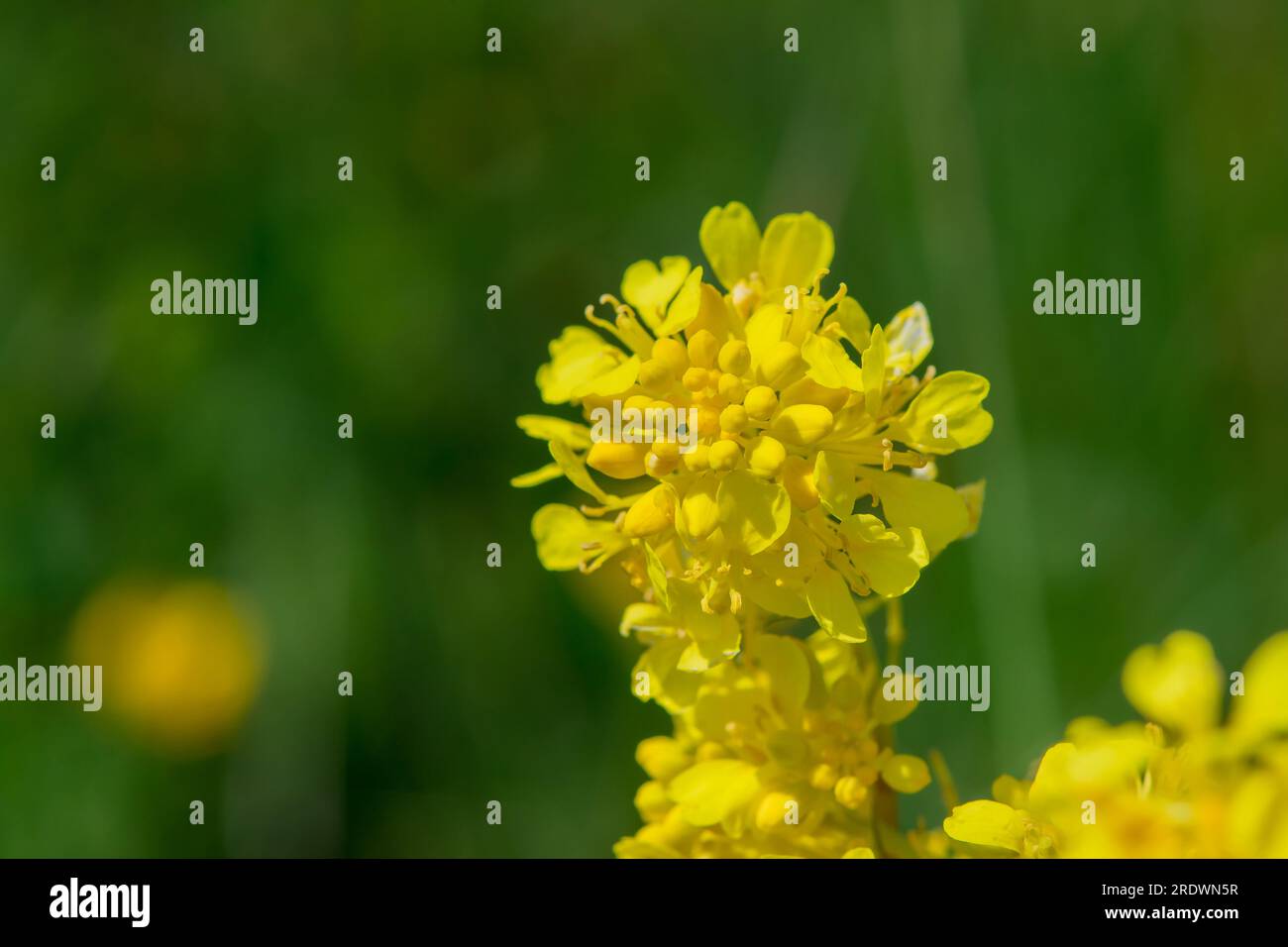 Schöner natürlicher Hintergrund mit Sommerblumen Stockfoto