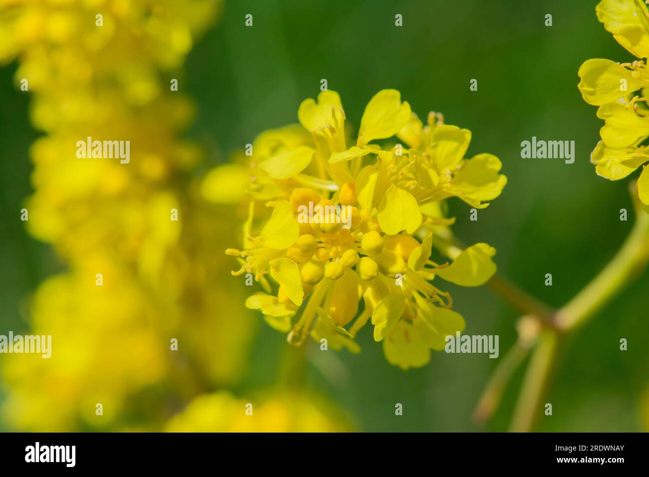 Schöner natürlicher Hintergrund mit Sommerblumen Stockfoto