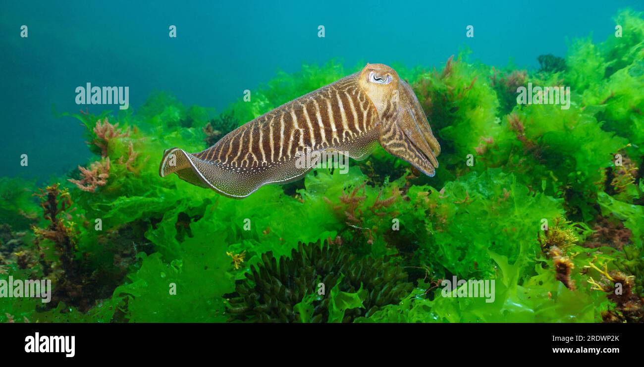 Ein Tintenfisch unter Wasser (Sepia officinalis, europäischer Tintenfisch) mit Algen, Atlantik, Naturszene, Spanien, Galicien Stockfoto