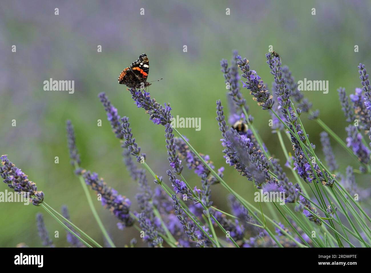 Roter Admiral Butterfly auf Lavendel Stockfoto