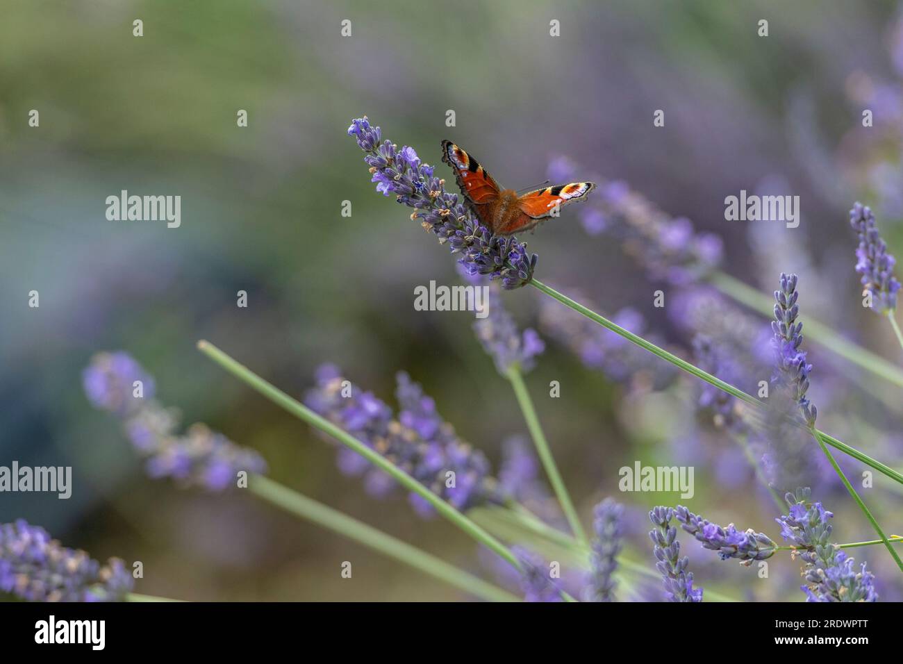 Tagpfauenauge Stockfoto