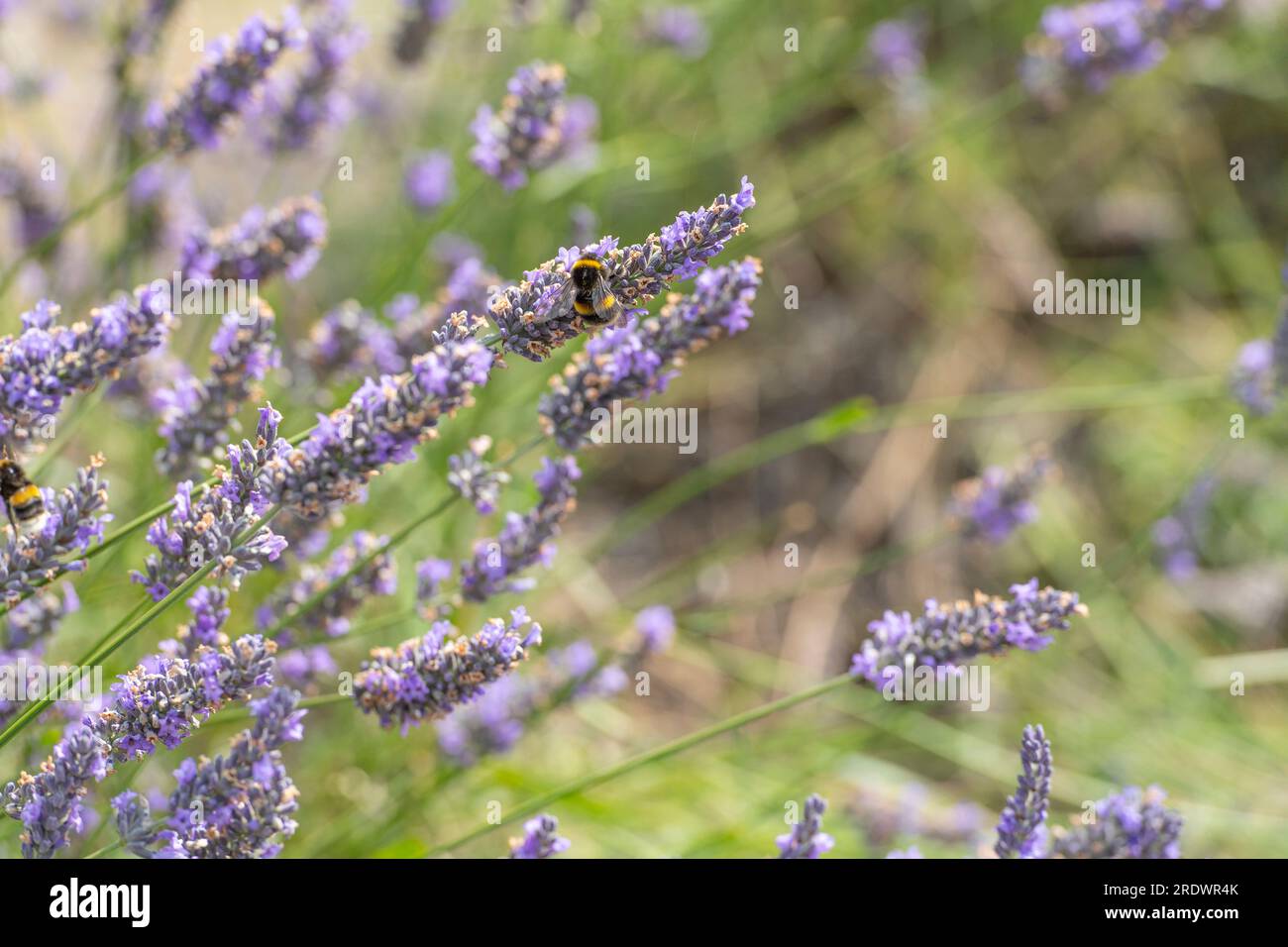 Biene auf Lavendel Stockfoto