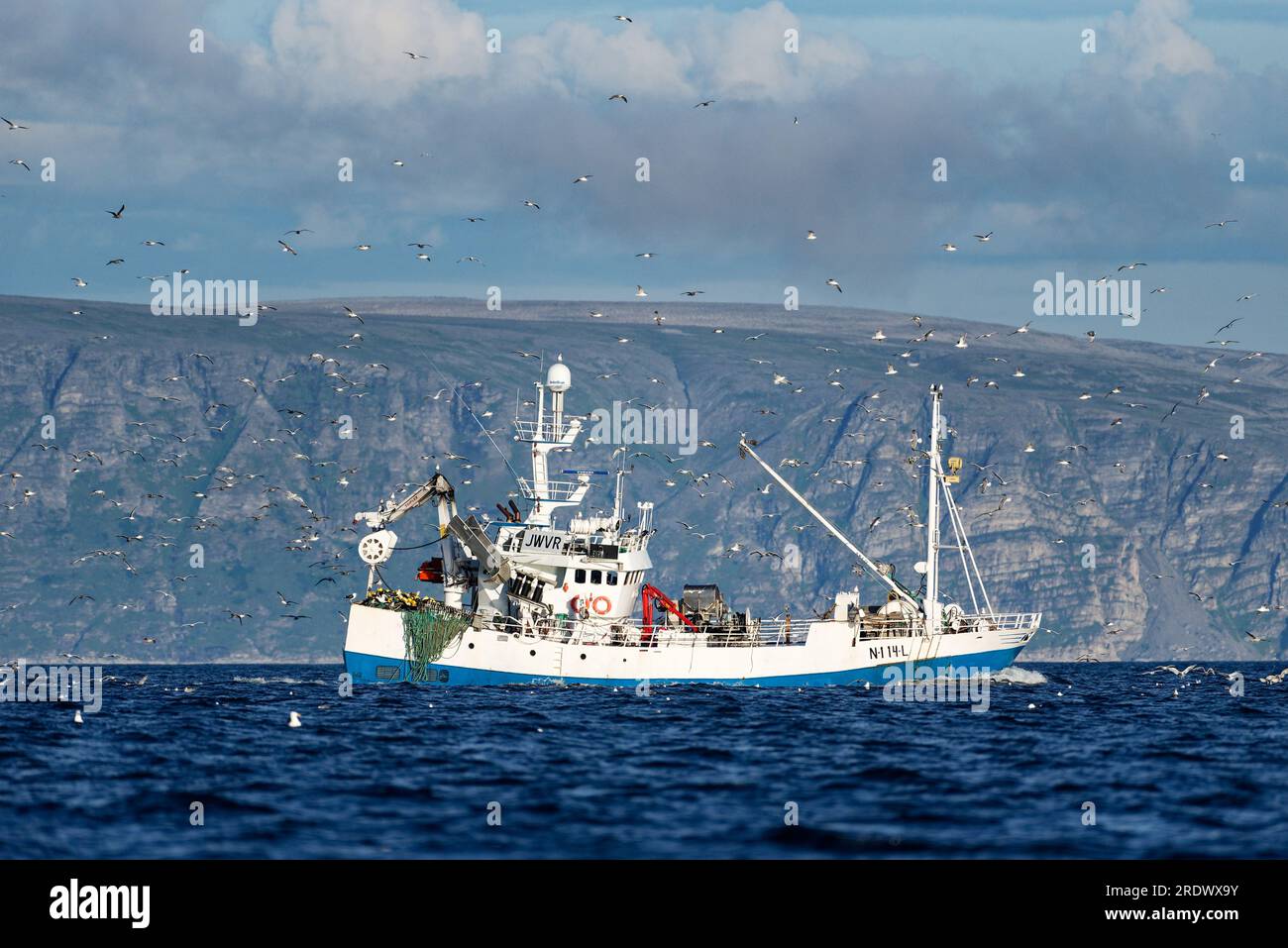 Honningsvåg, Norwegen - 2. August 2022: Norwegisches Handelsfischereifahrzeug, das von der Barentssee nach Porsanger Fjord in der Mitte von Möwen zurückkehrt. Stockfoto