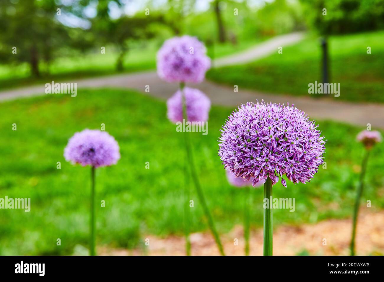Atemberaubende lila Blüten von Giant Allium in Blüte auf hohen grünen Stielen mit verschwommenem Parkhintergrund Stockfoto