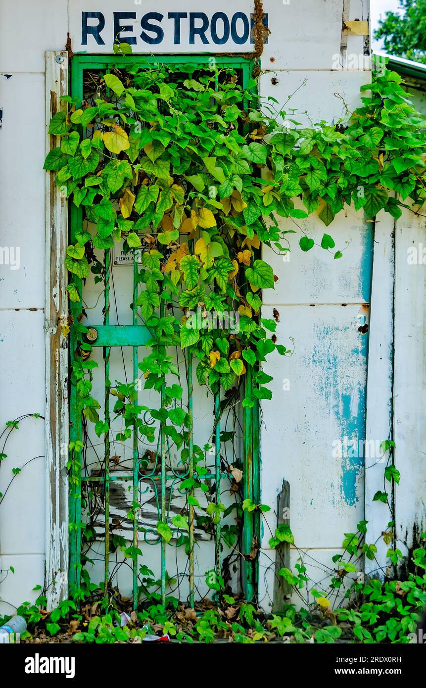 Blaue Morgenblüten, eine Art der Morgengloria (Ipomoea), bedecken eine verlassene Toilettentür, 27. Juni 2023, in Mobile, Alabama. Stockfoto