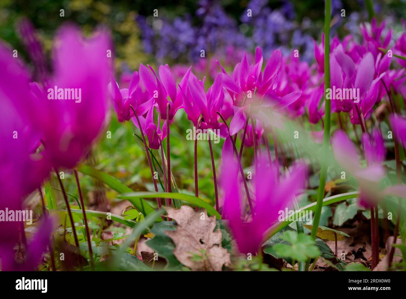 Schöner natürlicher Hintergrund im Sommergarten Stockfoto