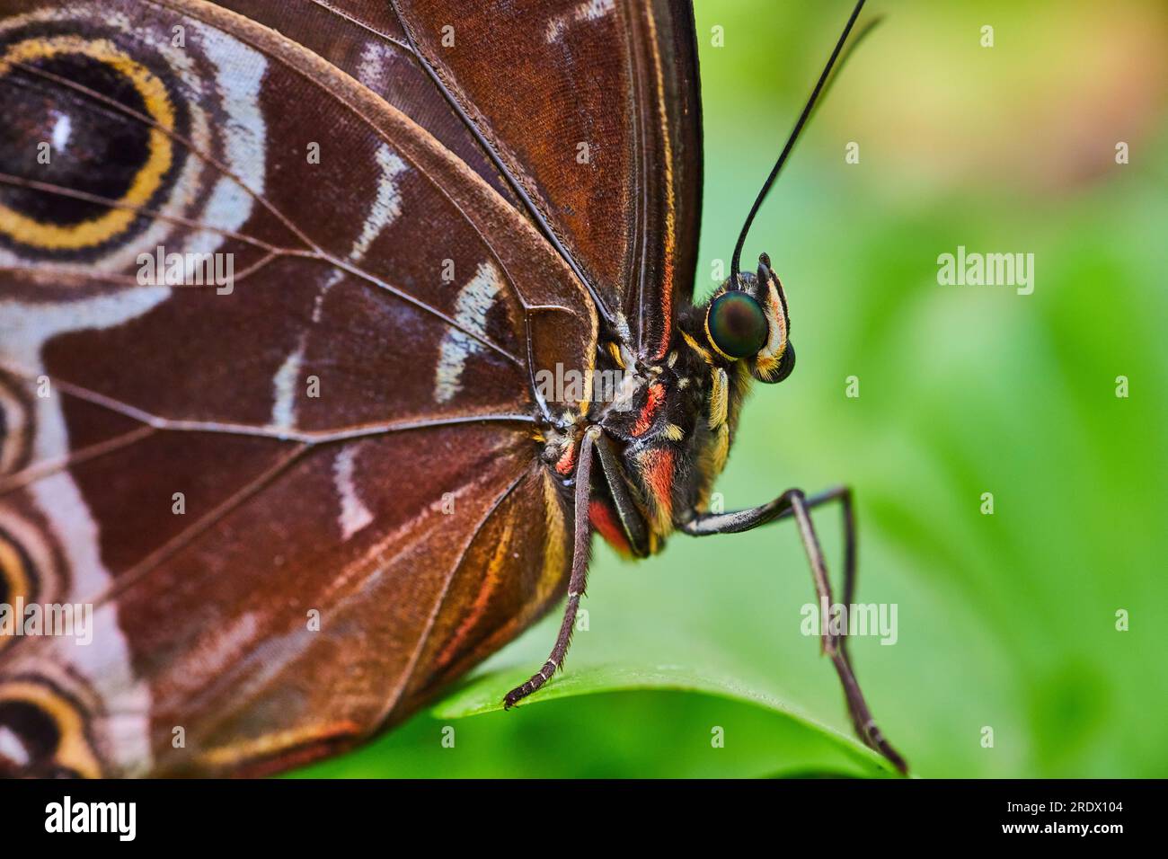 Makro mit blauem Morpho-Schmetterlingsgesicht mit Nahaufnahme von Beinen und Flügeln mit grünem Hintergrund Stockfoto