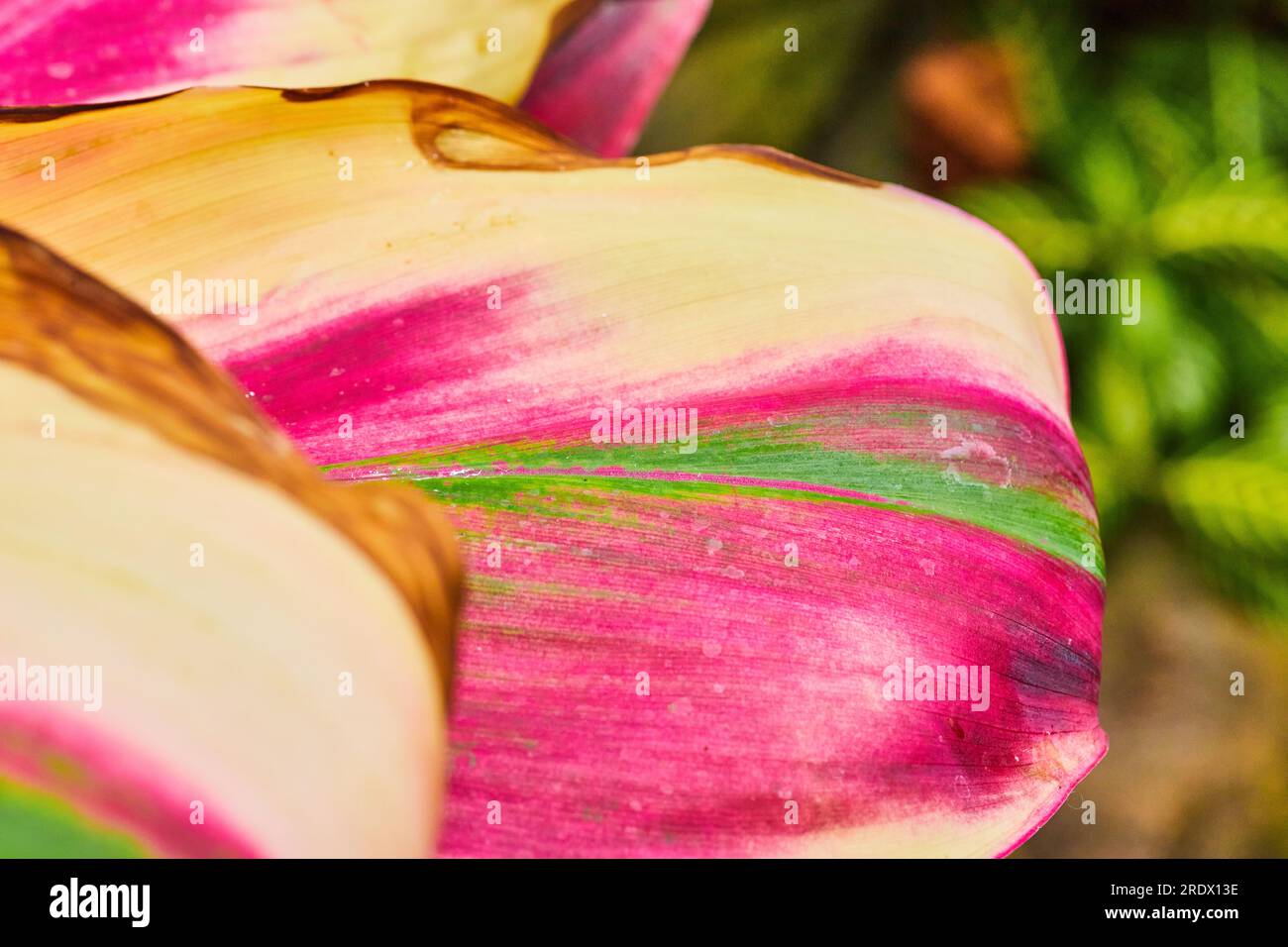 Farbenfrohe abstrakte Oberkante des hellen Laubs aus großen exotischen Pflanzenblättern Stockfoto