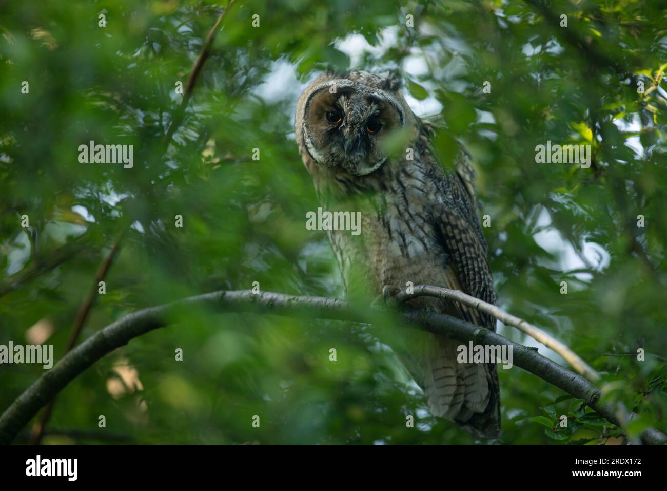 Nahaufnahme eines jungen Langohrigen Eulen (Asio otus), der von dicken Zweigen tief in der Krone mit großen Augen blickt. Friedliches Tierporträt von Vögeln in natürlicher Umgebung Stockfoto