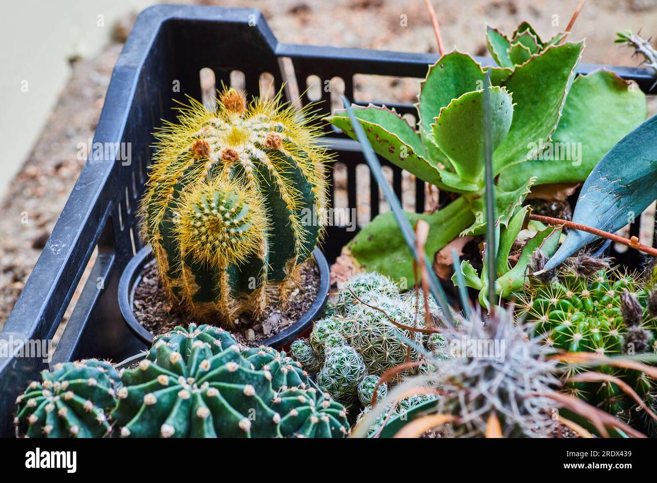 Korb kaktus -Fotos und -Bildmaterial in hoher Auflsung  Alamy