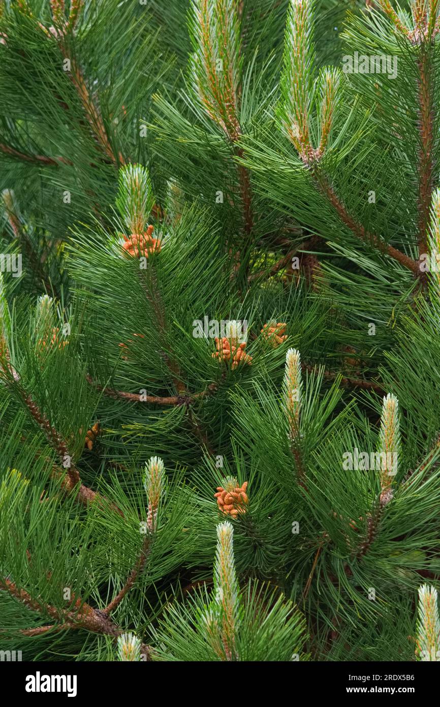 Üppig grüne Äste und Tannenzapfen auf einem wunderschönen Weihnachtsbaum sorgen für ein fabelhaftes Hintergrundbild. Stockfoto