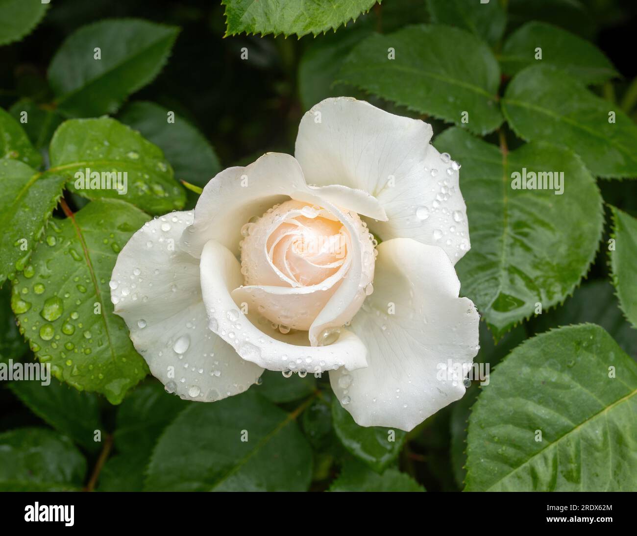 Easy Spirit Floribunda Rose mit Morgentau in Blüte Stockfoto