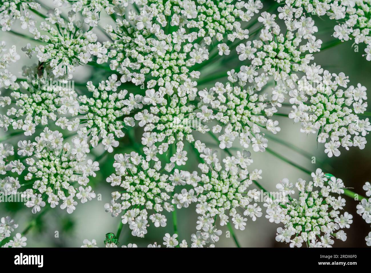 Schöner natürlicher Hintergrund im Sommergarten Stockfoto