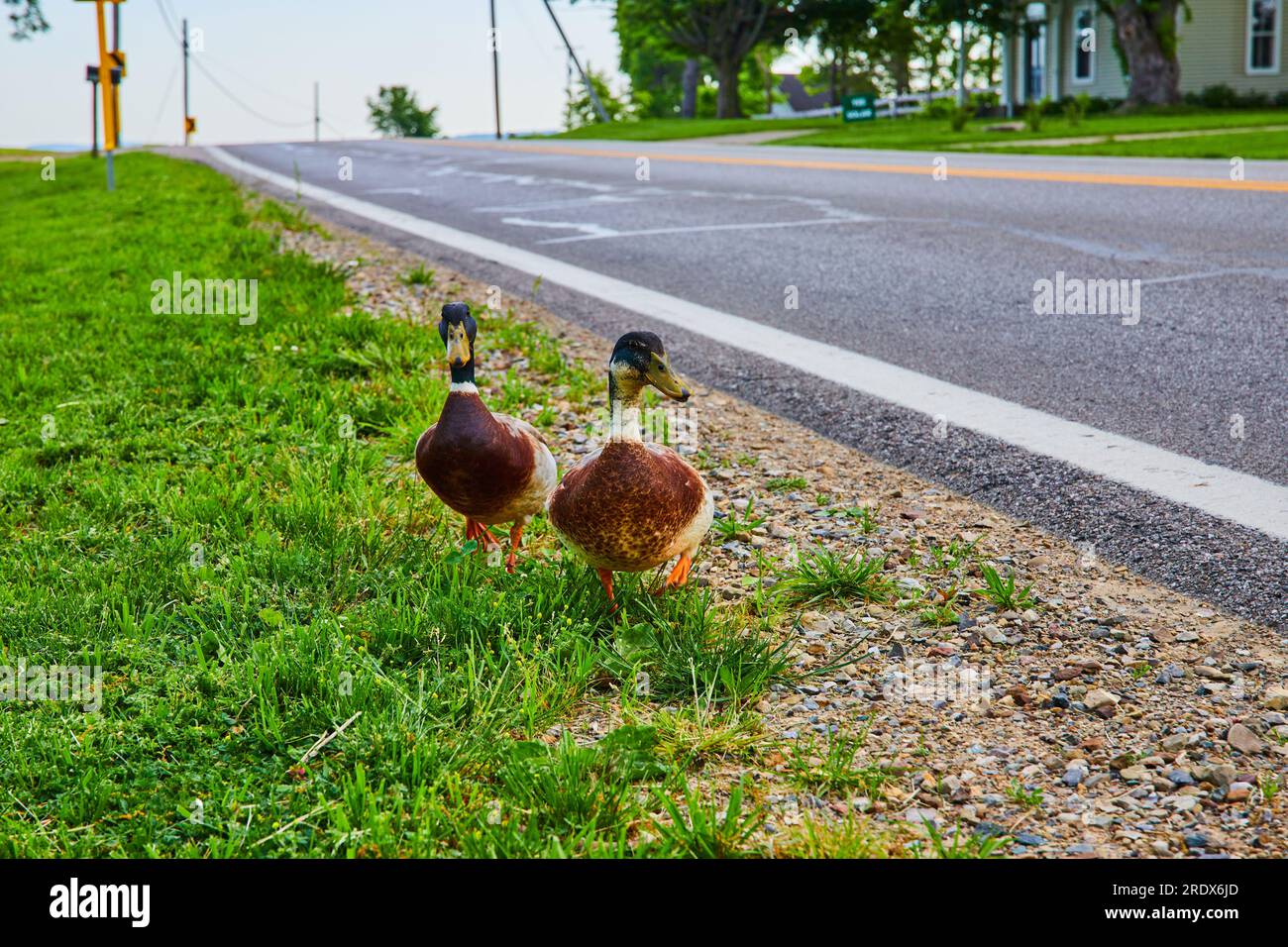 Zwei Stockenten laufen auf grünem Gras auf einer leeren Straße Stockfoto