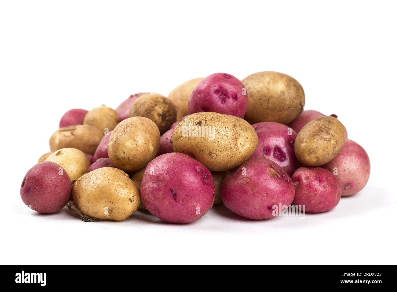 Nahaufnahme von frisch geernteten roten und gelben Babykartoffeln vor weißem Hintergrund. Stockfoto