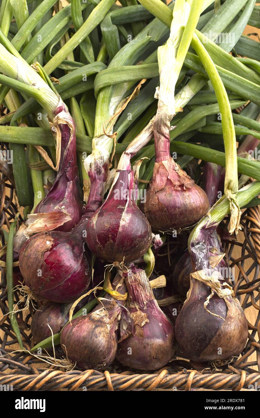 Nahaufnahme eines Haufens roter Zwiebeln mit Stielen, die vor kurzem geerntet wurden. Stockfoto