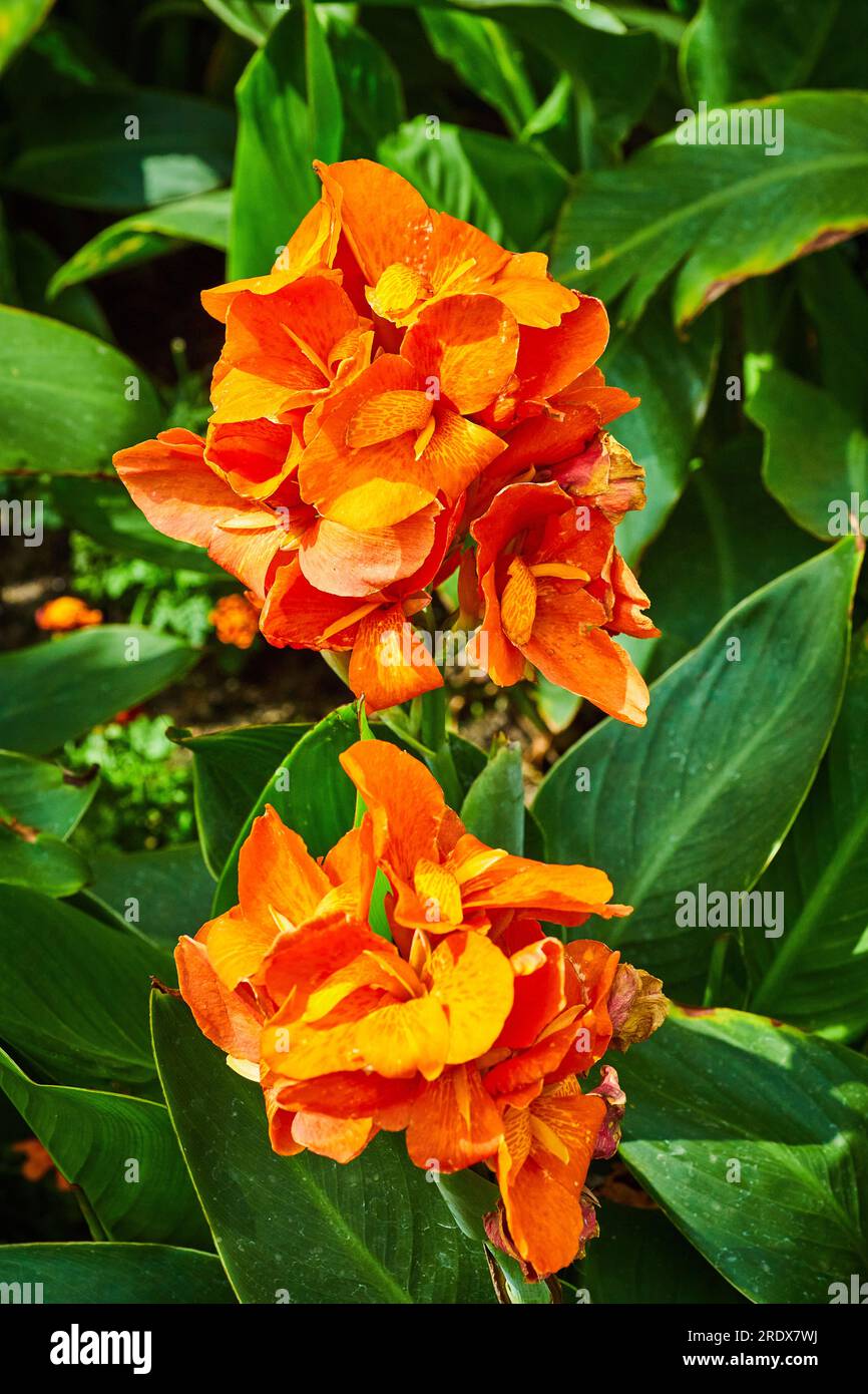 Canna oder Gelber König Humbert die Canna Lily mit zwei wunderschönen Bündeln orangefarbener Blütenblätter Stockfoto