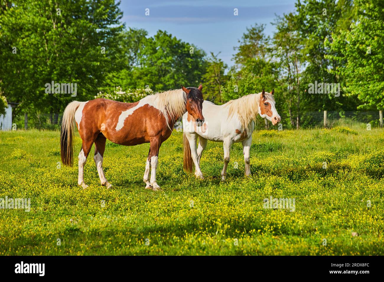 Zwei Pferde auf sonnigem gelbem Feld mit braunen und weißen Pelzmänteln und zweifarbiger Mähne und Schwanz Stockfoto