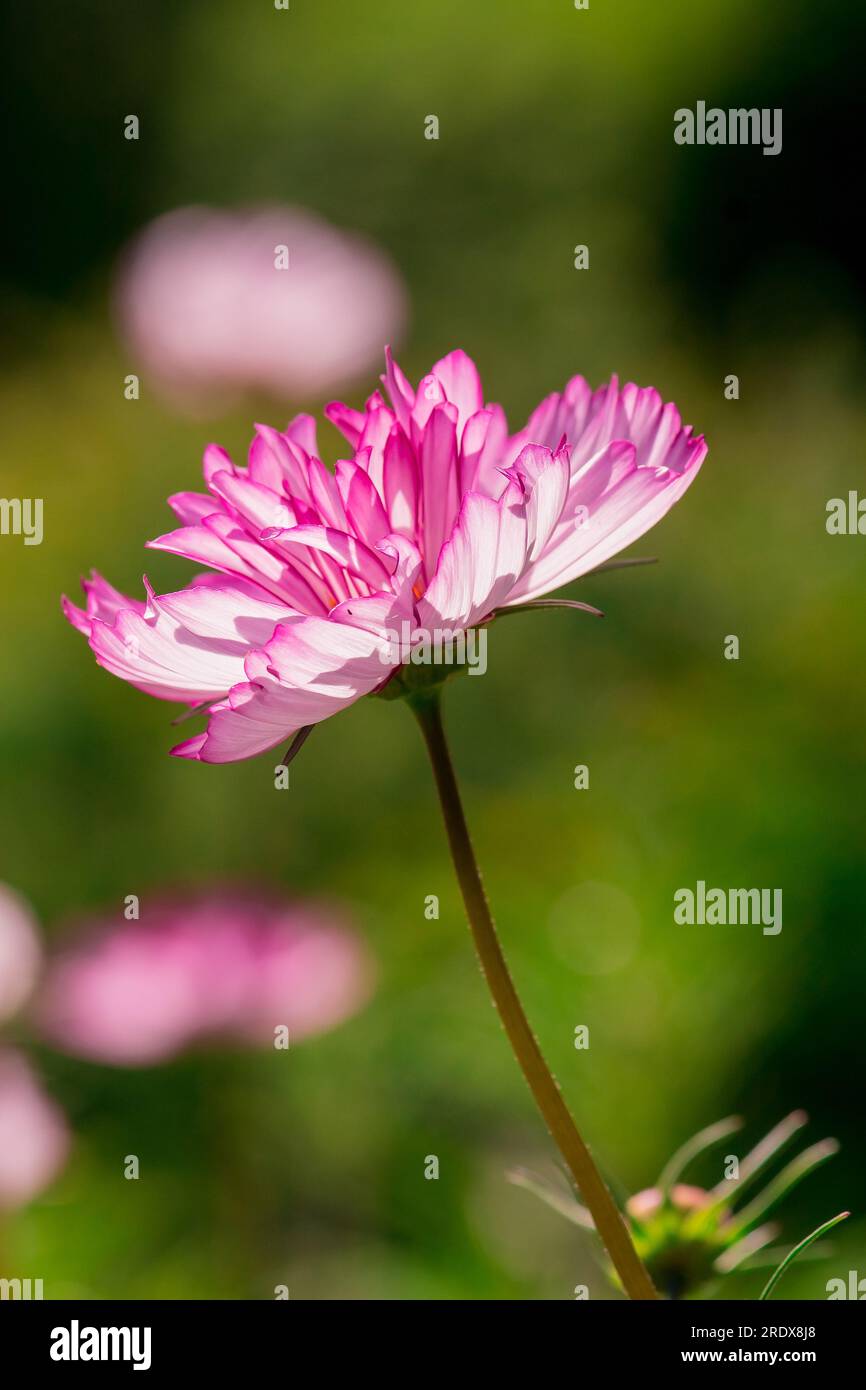 Schöner natürlicher Hintergrund im Sommergarten Stockfoto