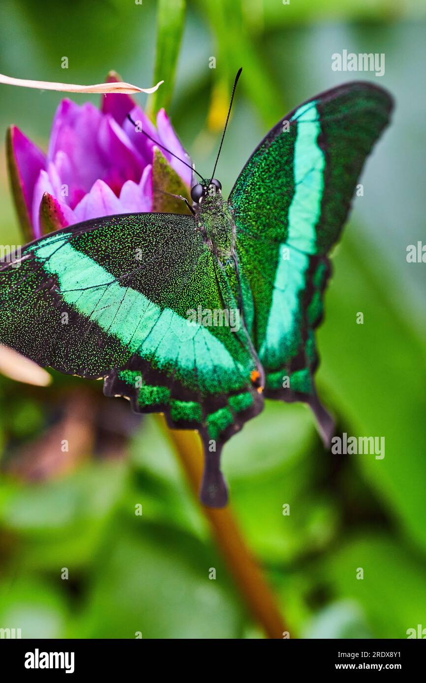 Stockfoto des Schmetterlings Emerald Swallowtail auf lila Blüten Stockfoto