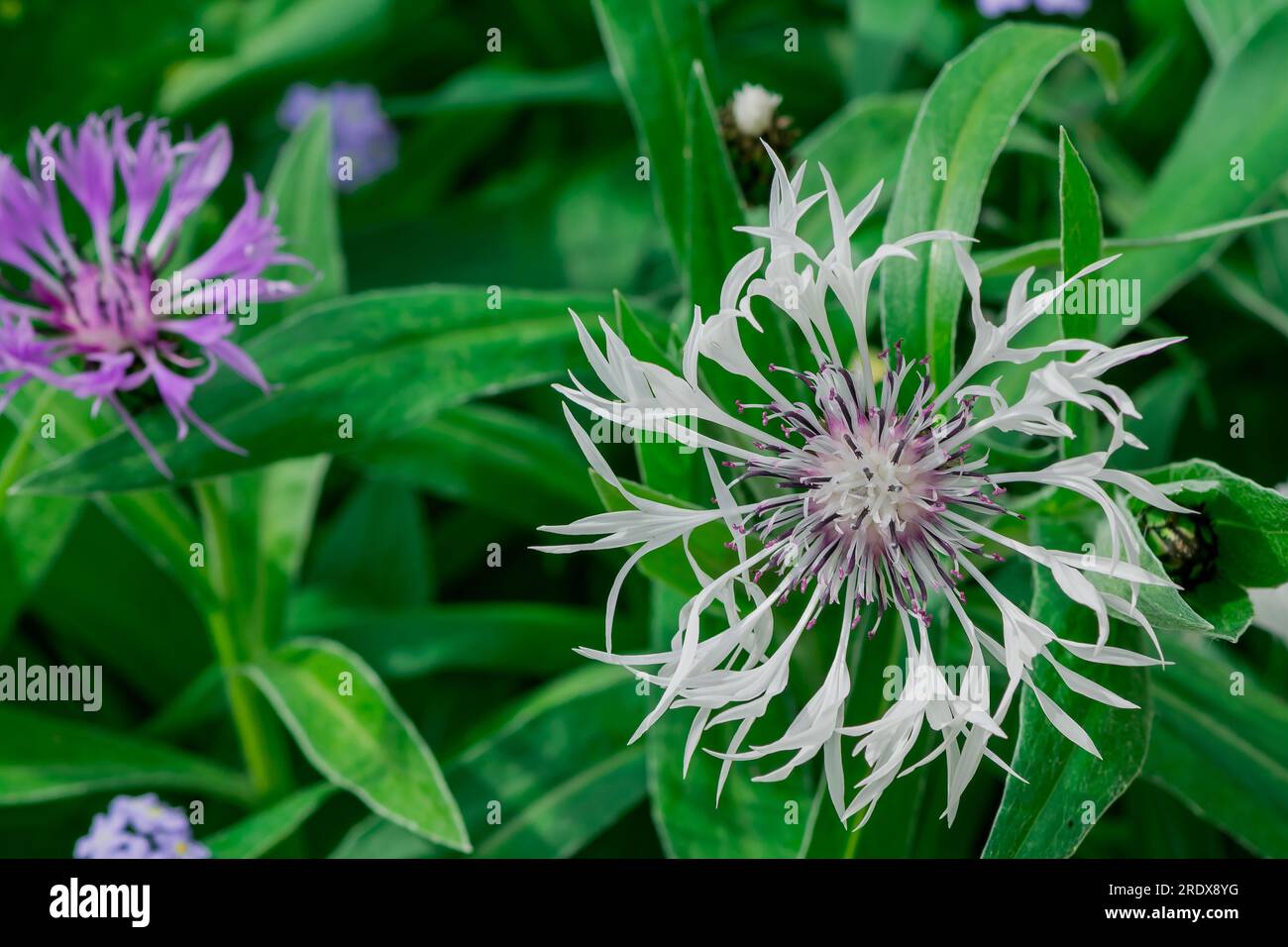 Schöner natürlicher Hintergrund mit Sommerblumen Stockfoto